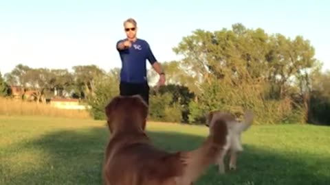 Teach Your Golden Retriever to Be a Frisbee Champion! #shorts