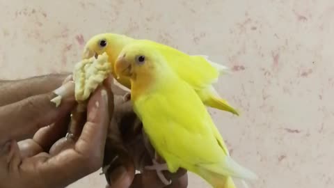 Love bird yelow