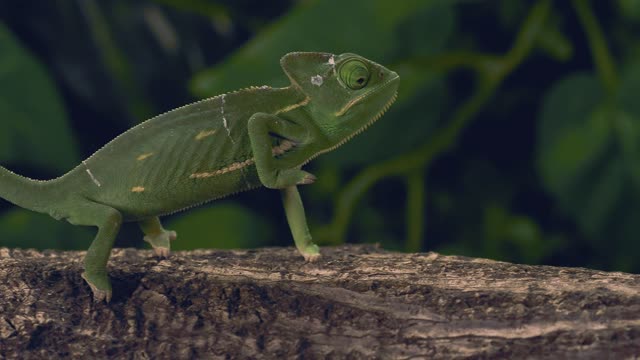 Green chameleon standing on a log