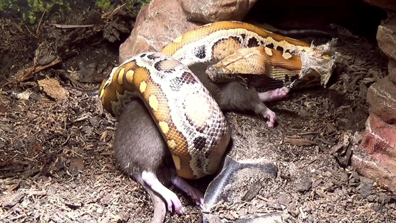 Blood Pythons listening to stoner music. (LIVE FEEDING)