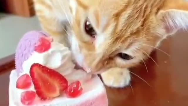 Kitty loves cakes