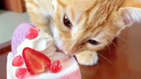 Kitty loves cakes