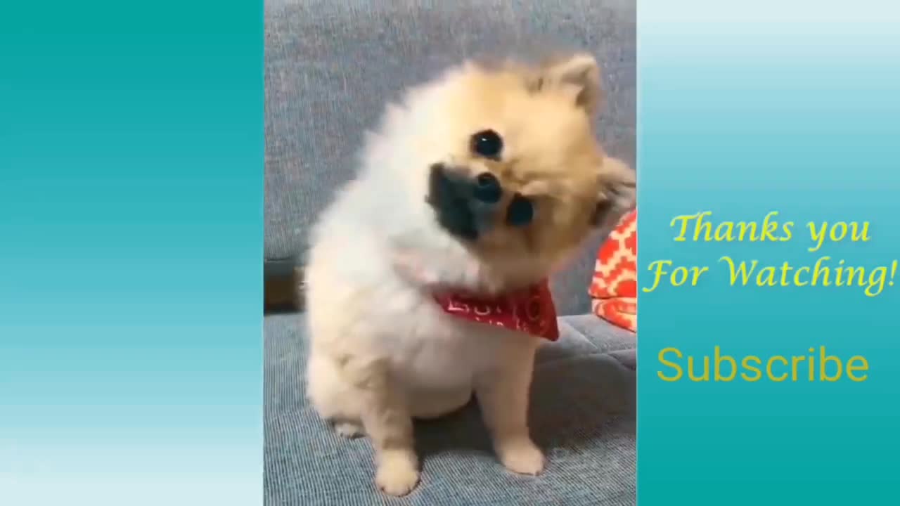 Cute Pets And Funny Animals Compilation #sixteen - Pets Garden