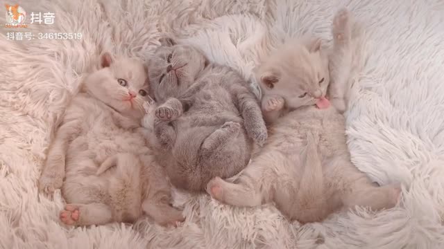 Lovely Super Cute Kittens In The World