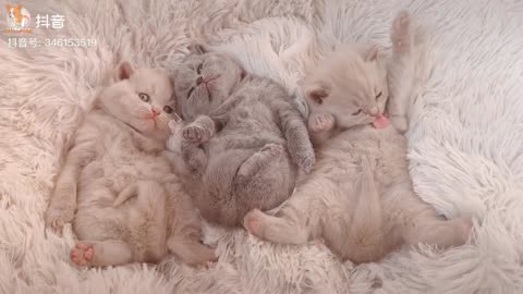 Lovely Super Cute Kittens In The World