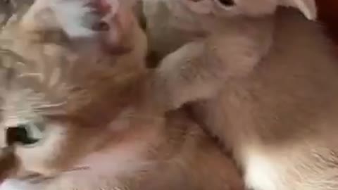 Cute cat #shorts