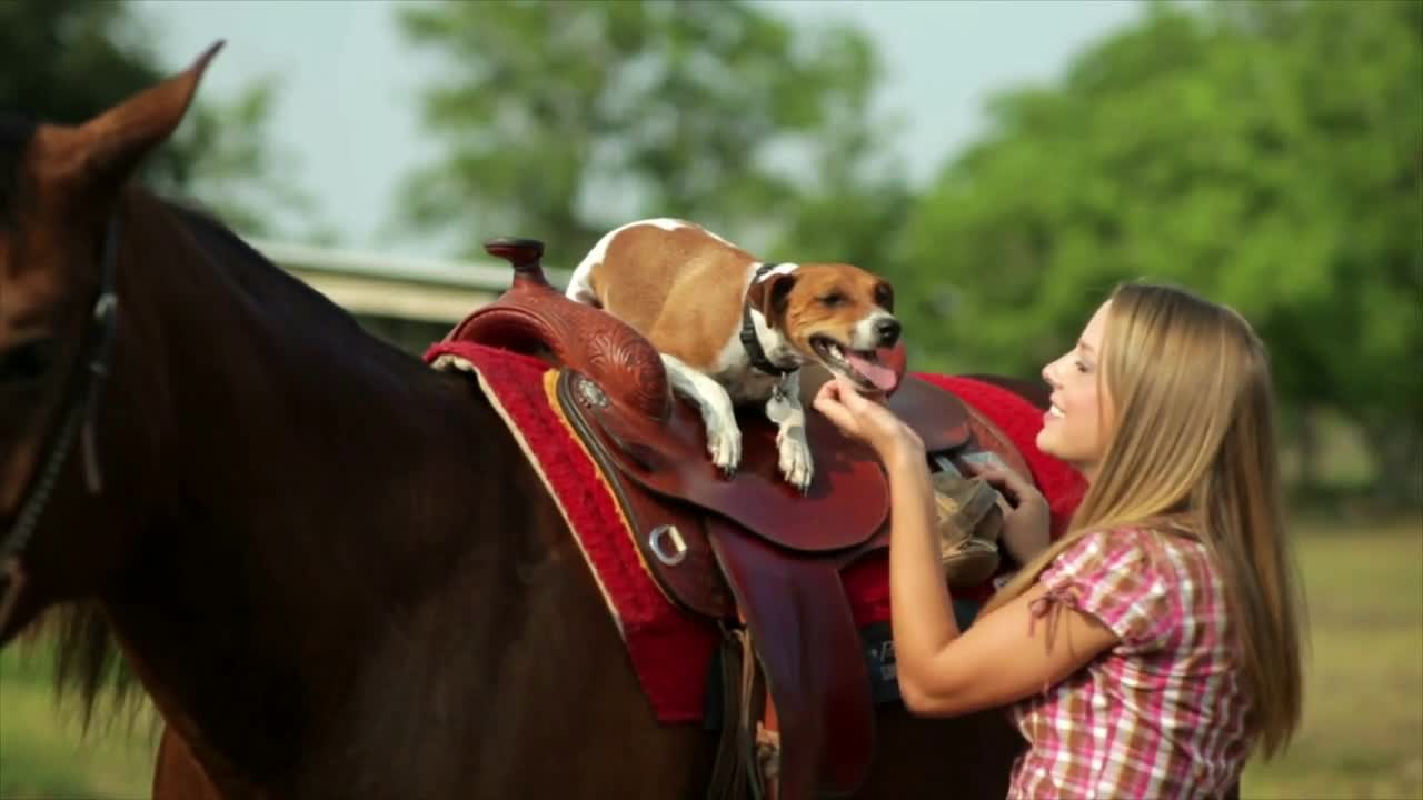 Jack Rat Terrier Dog on Horse's Saddle