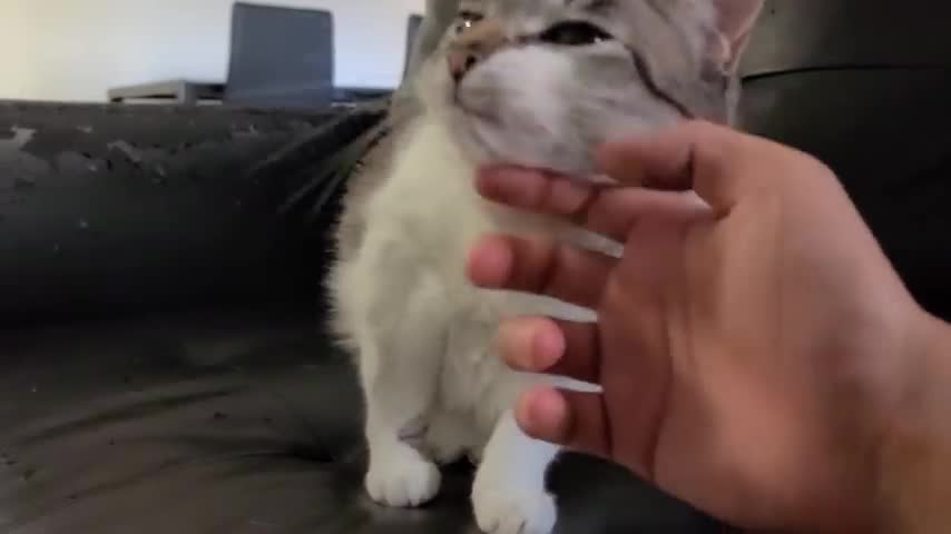 STOP IT HUMAN