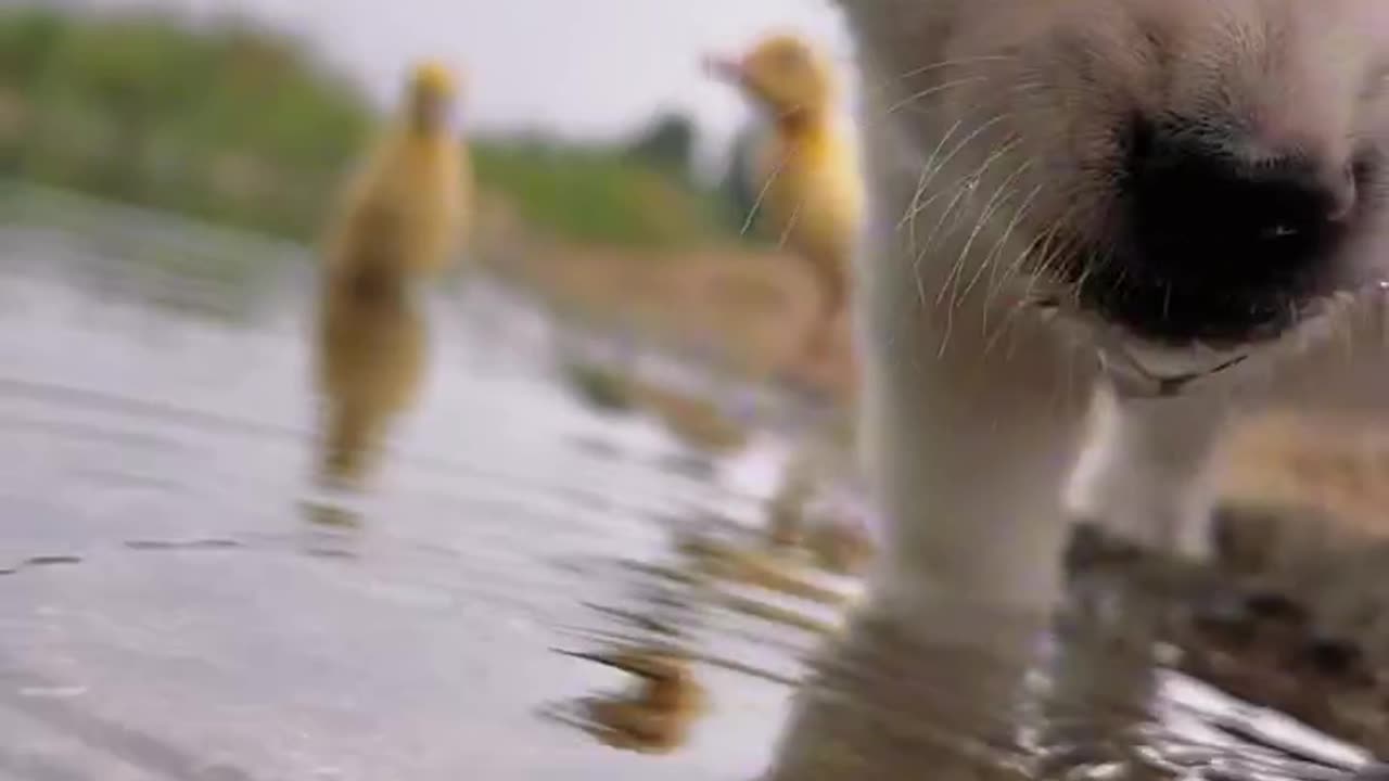 The dog drinks water by the river #cutepet #dog