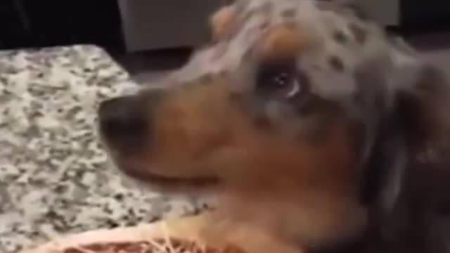 🤣 Funny dog videos try not to Laugh clean 🤣