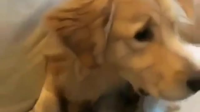 Two dogs sleeping on each other!! So cute!!