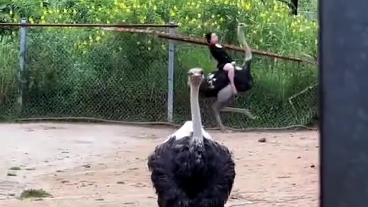 RIDING FUNNY VIDEOS