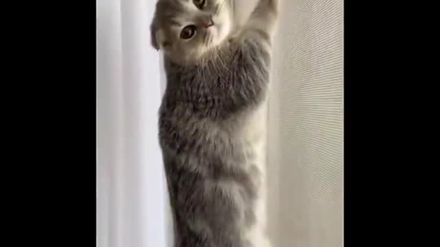 Funniest cat videos #21 - HILARIOUS!