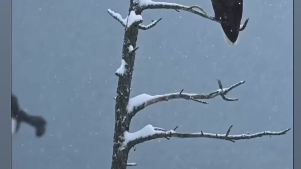 Eagle 🦅 in snow ❄️