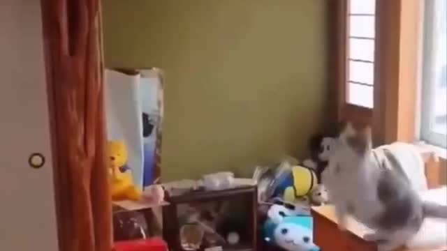 cat going to funny mod
