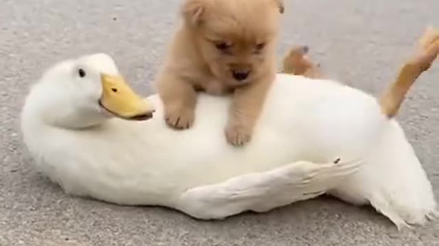 Funny Animal Videos - Awesome Funny Pet Animals | Cute Animals | Super Funny Dog Videos