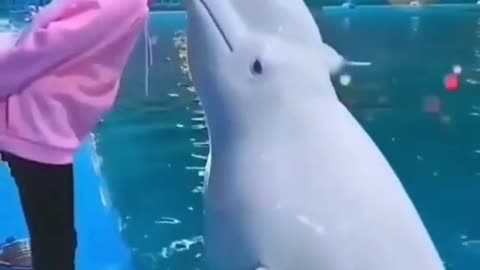 Dolphin 🐬 is kissed me