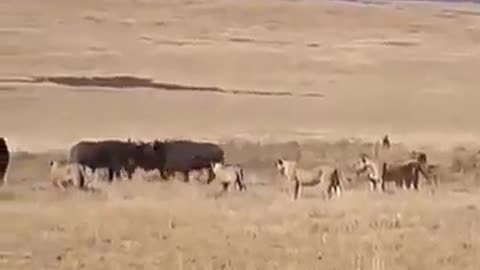 lion vs bulls