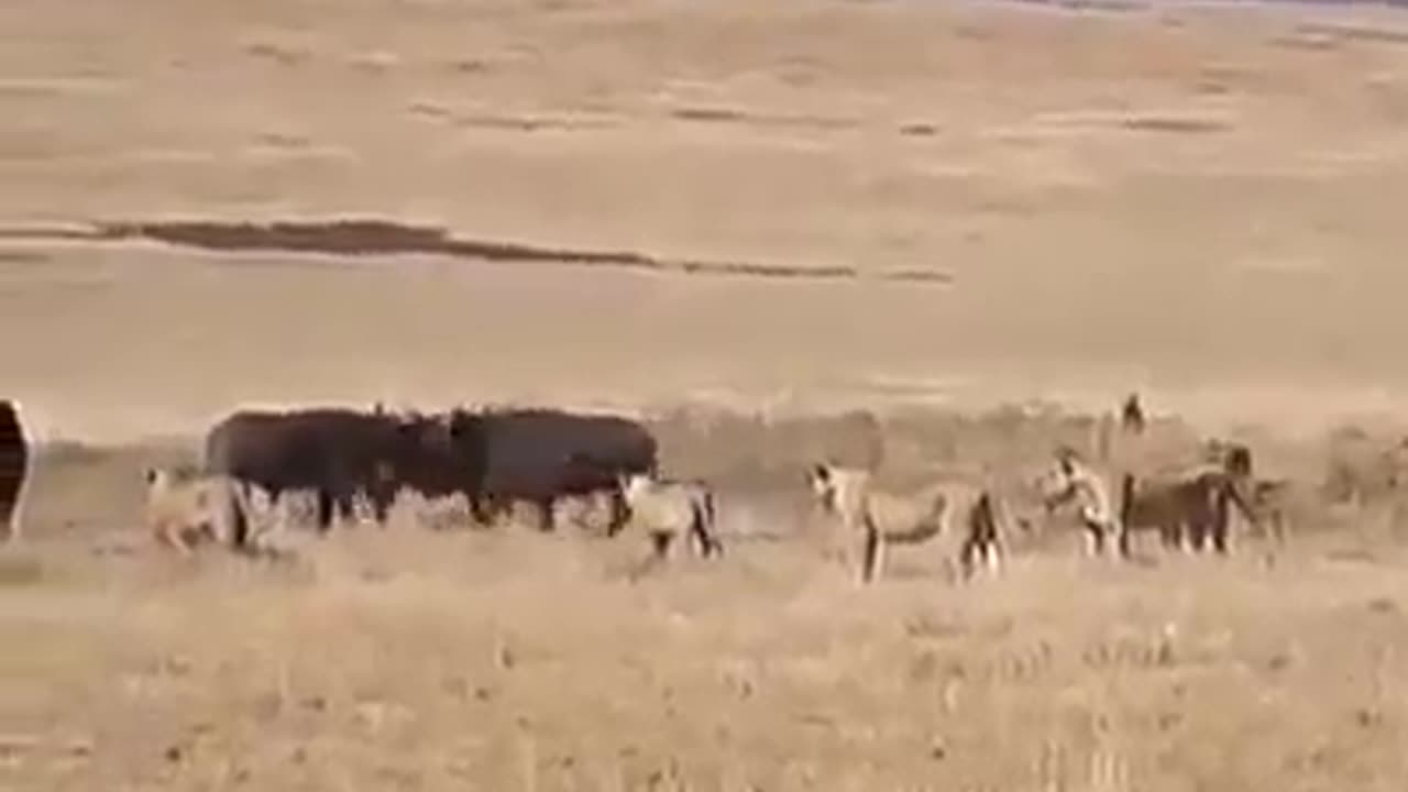 lion vs bulls