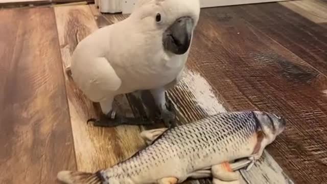 Woah! this parrot talks like a human