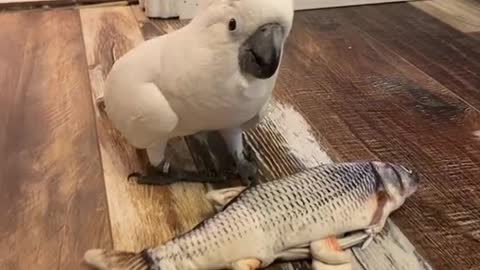 Woah! this parrot talks like a human