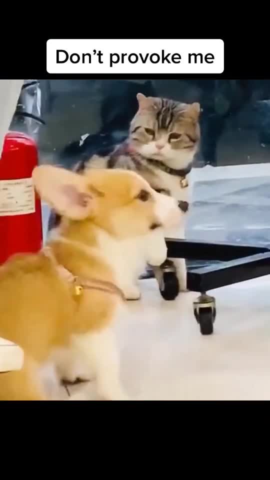 It’s so fun to play with kittens 🐱🤣