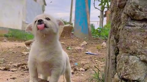 animal video funny video dog video cute funny video