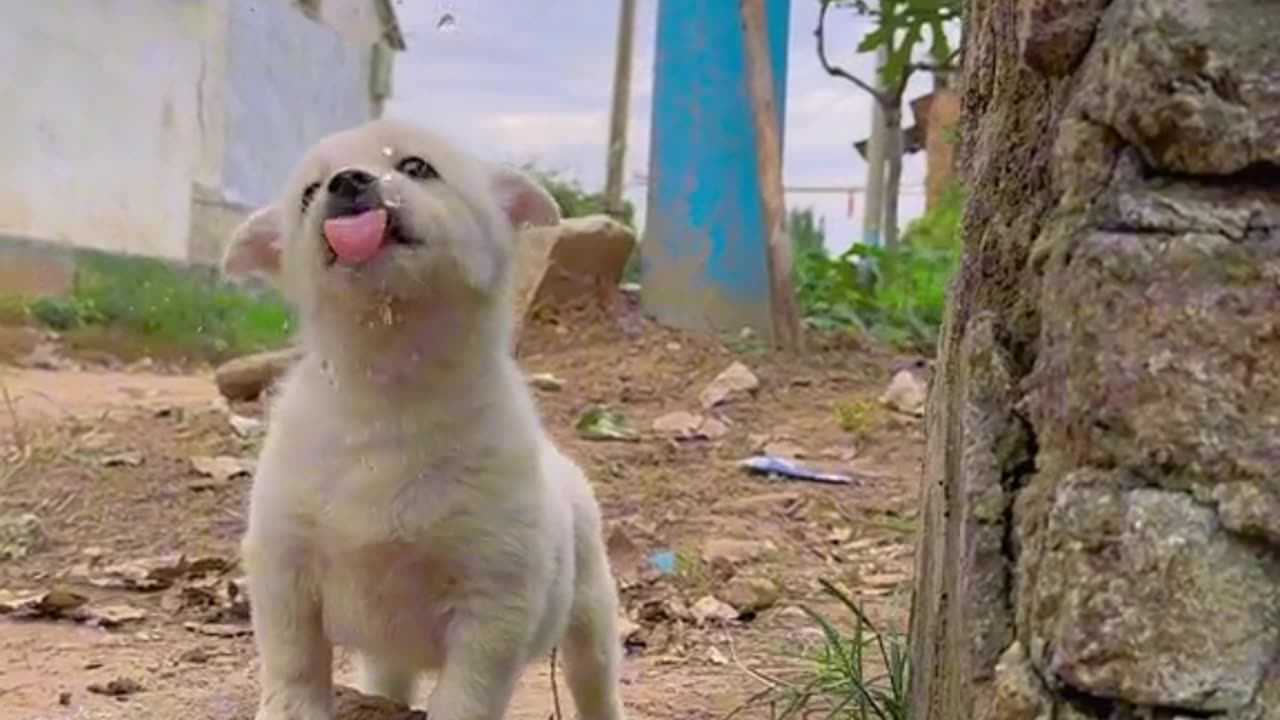 animal video funny video dog video cute funny video