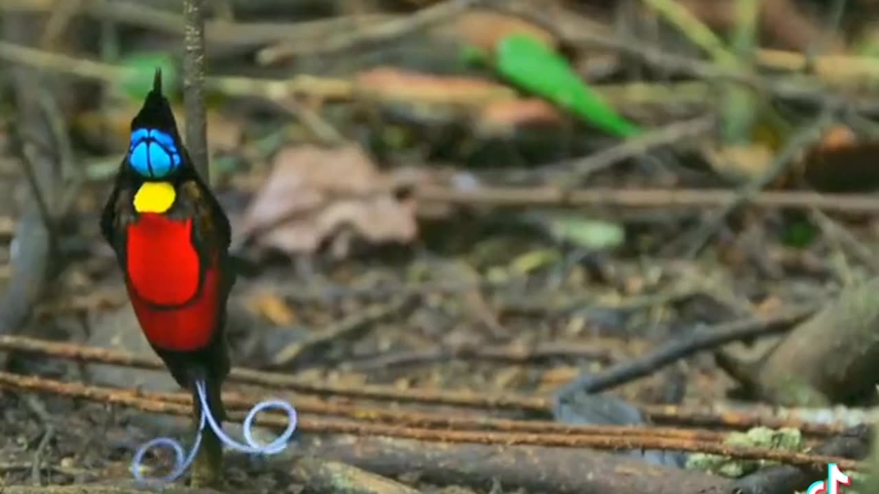 The colourful lovely birds