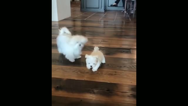 Cute Puppies playong