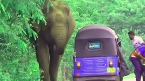 Elephant 🐘 attack autorickshaw