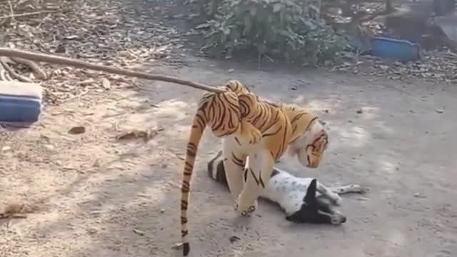 Fake tiger dog prank to dog very Funny #Shorts #Pets