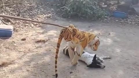 Fake tiger dog prank to dog very Funny #Shorts #Pets