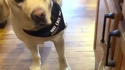 Smart dog, helps clean up garbage at home