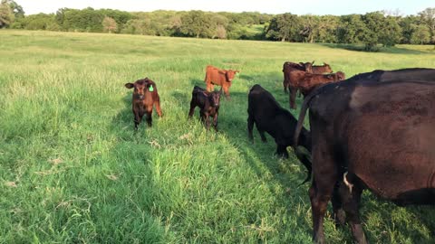 9-First calve Brangus pair.