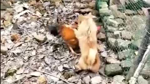 Dog vs chicken Fight