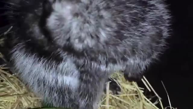The Killer Rat with Poisonous Fur | Chris & Megs: Amaze Me | BBC Earth