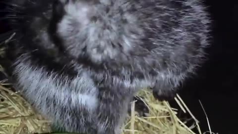 The Killer Rat with Poisonous Fur | Chris & Megs: Amaze Me | BBC Earth