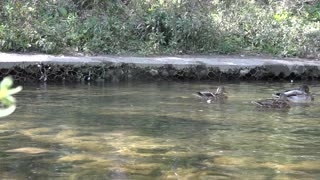 Raw Video of Duck safe Haven.