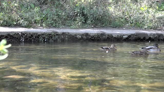 Raw Video of Duck safe Haven.