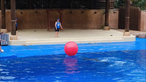 Dolphin playing with ball