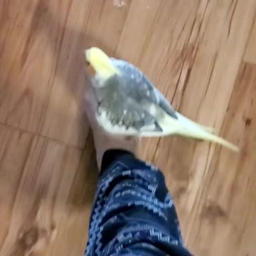 Singing cockatiel goes for a ride on top of owner's foot