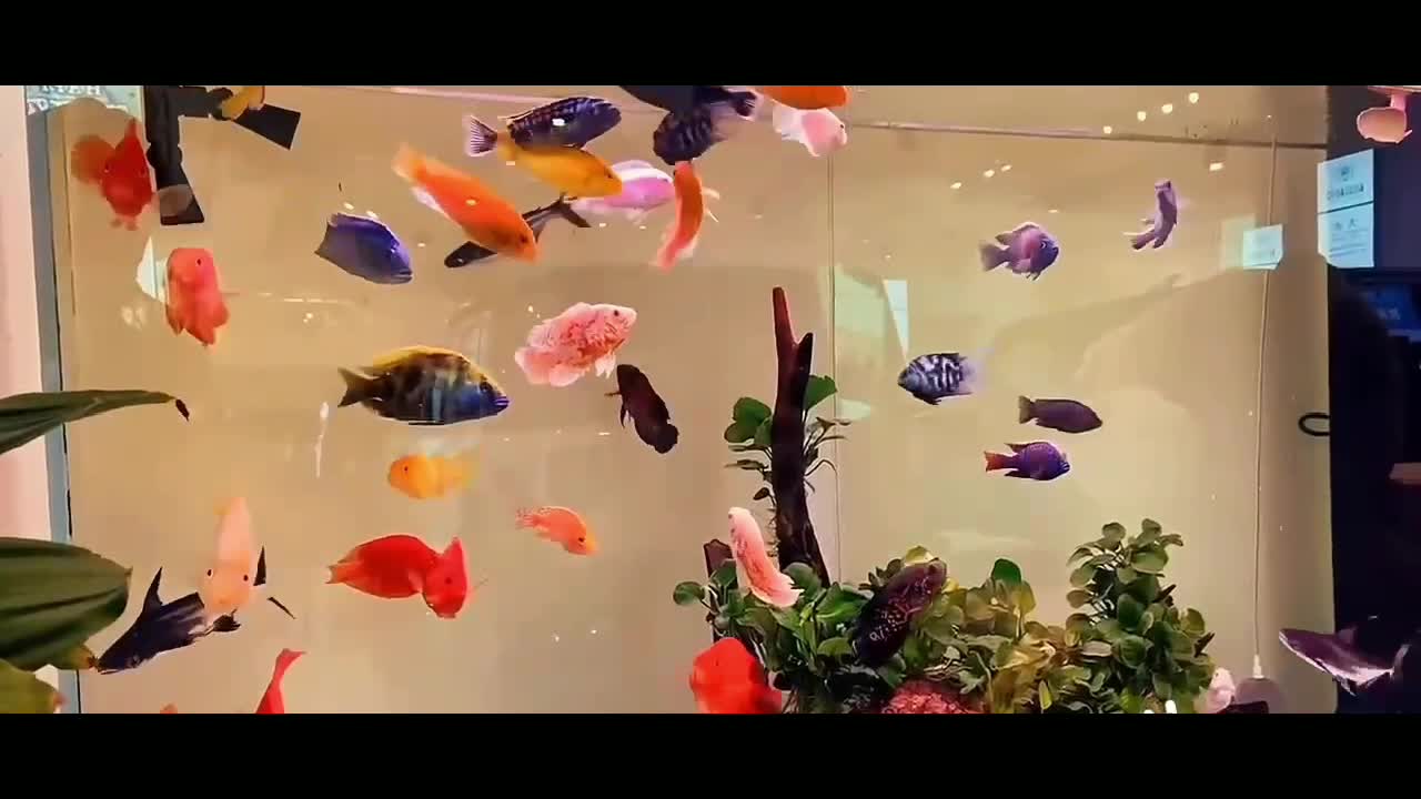 Really beautiful little fish, rich underwater world