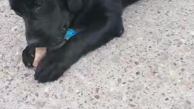 Labrador retriever