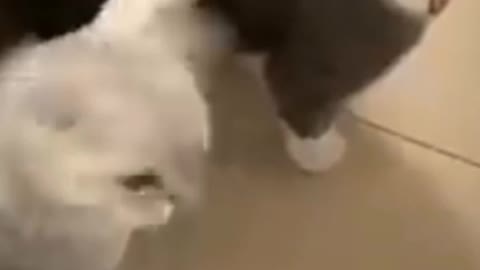 Cat funny videos 😂😃😀