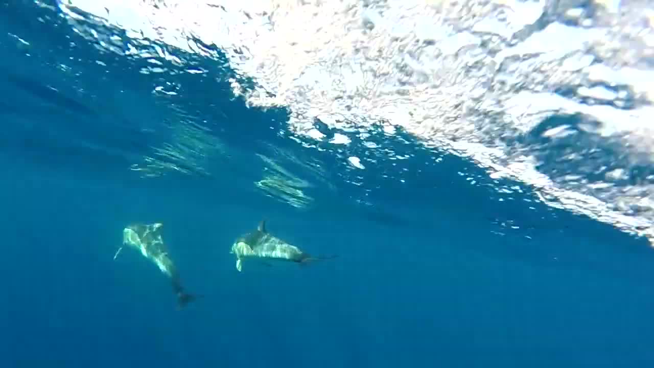 Beautiful animal world! Dolphins swim under water!