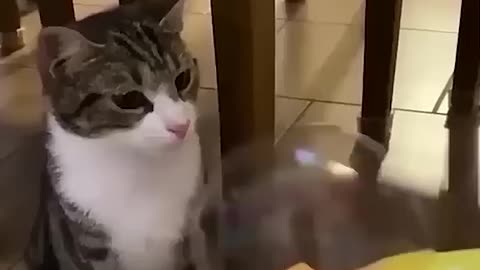 Funniest Animals 2023 😂😂 Best Cats and Dogs Videos 🐶😸