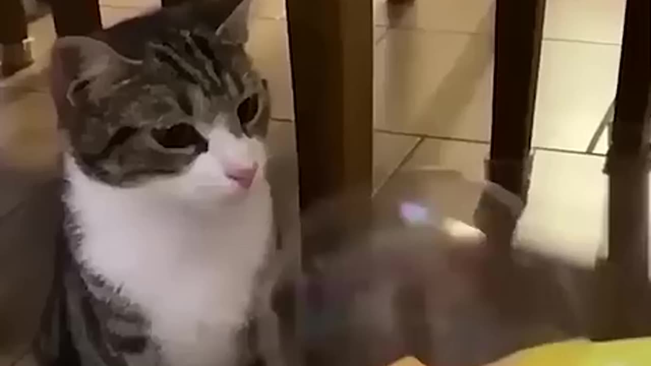 Funniest Animals 2023 ππ Best Cats and Dogs Videos πΆπΈ
