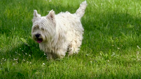 There are two dogs on the grass. The (smaller) one is mine.