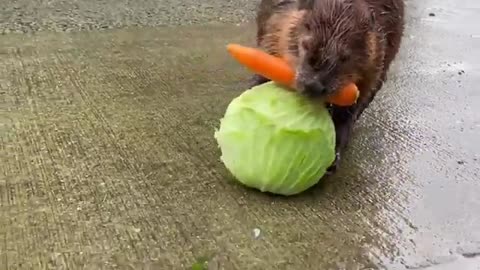 Beaver carrying a carrot and Lettuce back home